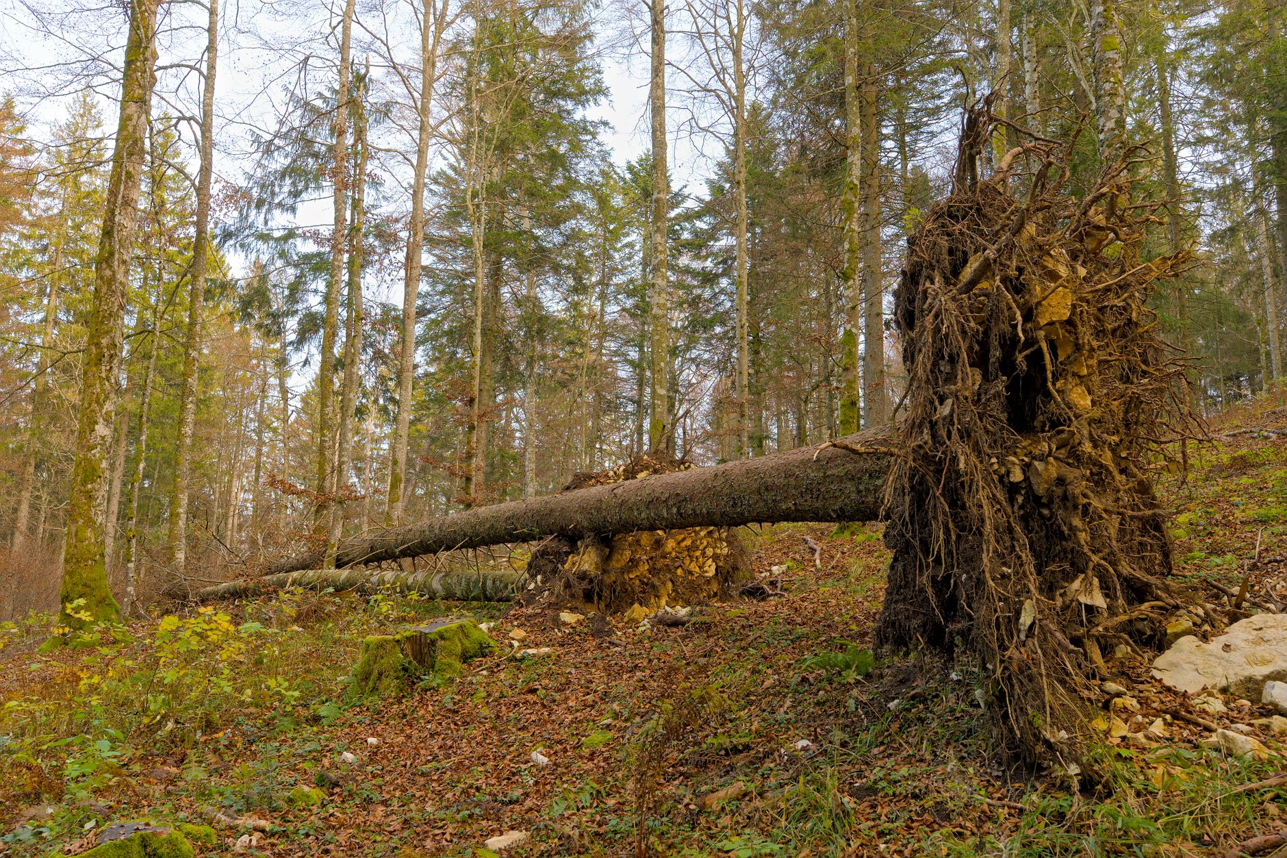 Enlèvement arbre urgence à Petit-Bourg
